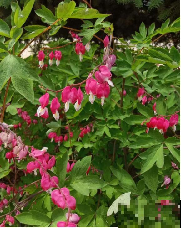 “寿命长”的10种花,寓意好,格调高,老人见了眉开眼笑! “寿命长”的10种花,寓意好,格调高,老人见了眉开眼笑!