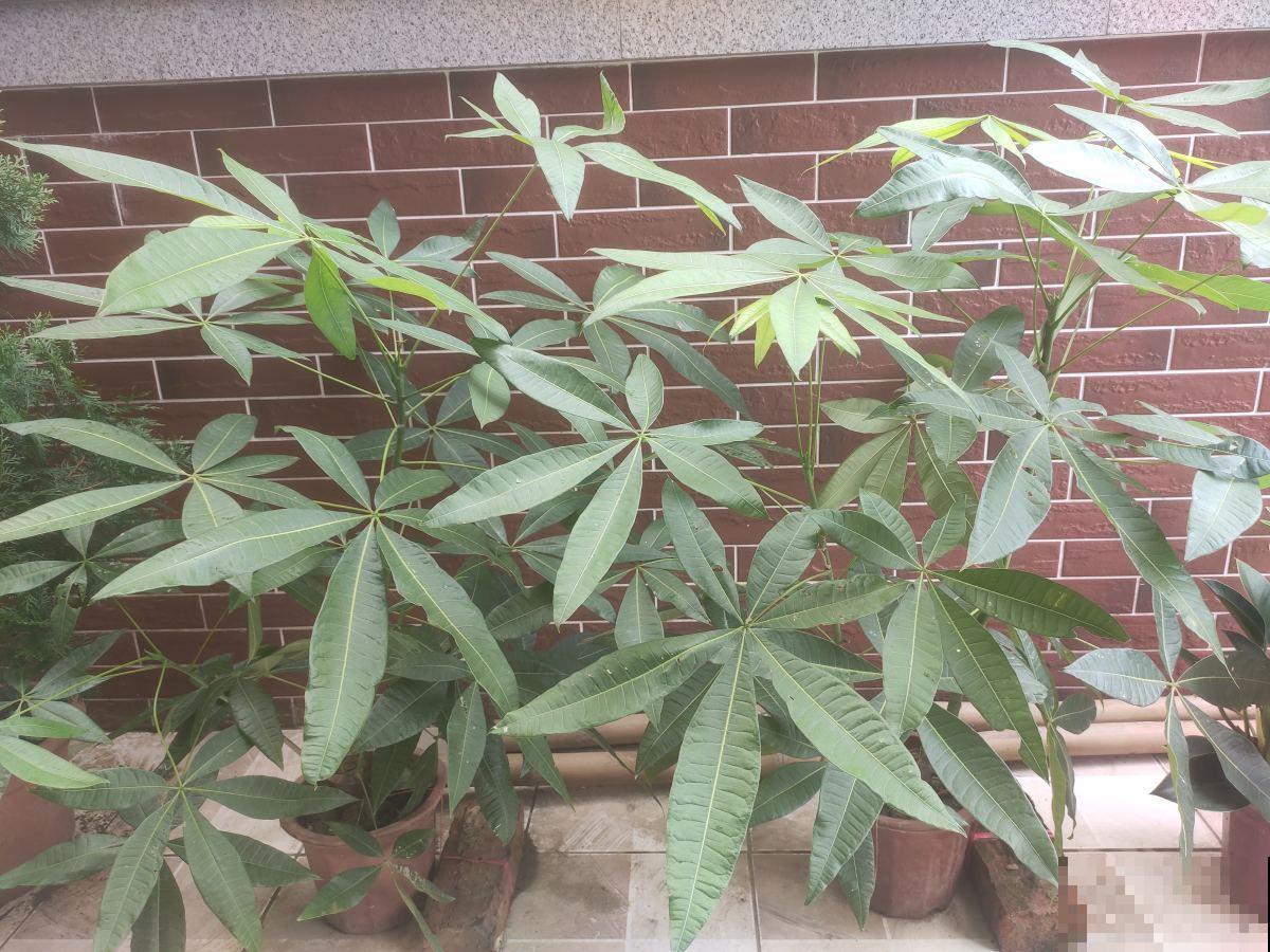 8种花养在家里不占地方,还很有格调,秋冬养正合适 8种花养在家里不占地方,还很有格调,秋冬养正合适