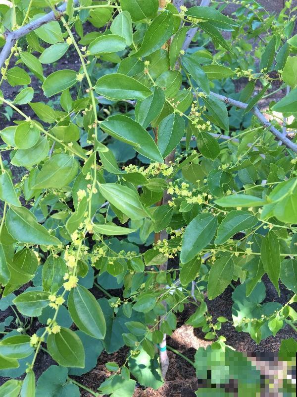 老祖宗说“五树进宅,人穷家败”,5种树最好不要种家里 老祖宗说“五树进宅,人穷家败”,5种树最好不要种家里