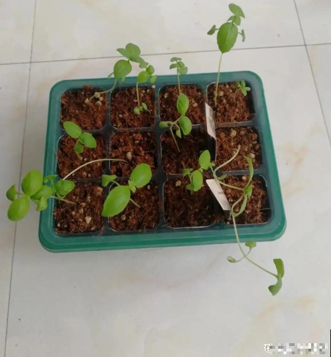 草花播种前，学会6个小妙招，全部都能活，齐刷刷冒新芽！