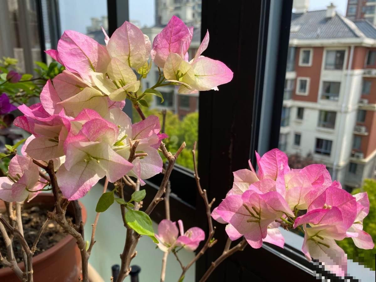 三角梅3个易错点，阳光再充足，也不会轻易开花