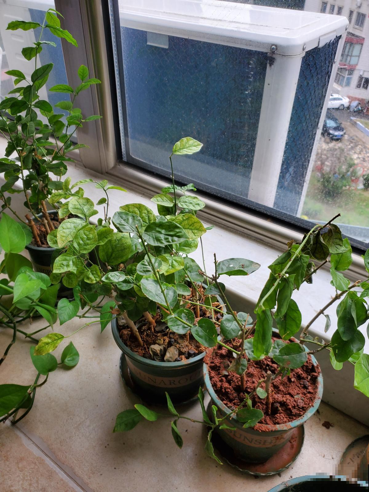 最伤花的4种行为，只要中招一个，就养不好花