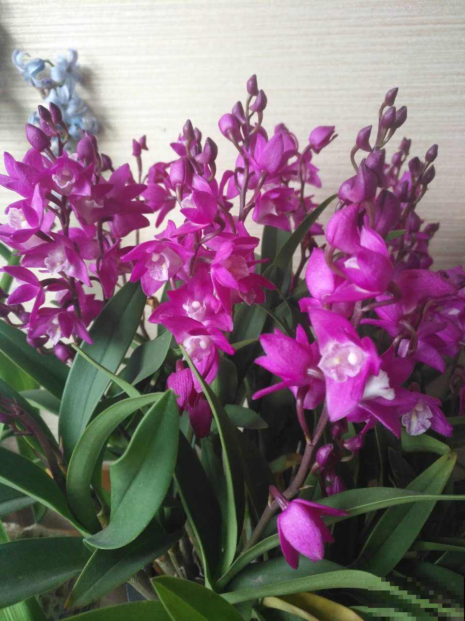 年底养盆石斛兰,养人养身心,堪称“家庭小药箱” 年底养盆石斛兰,养人养身心,堪称“家庭小药箱”