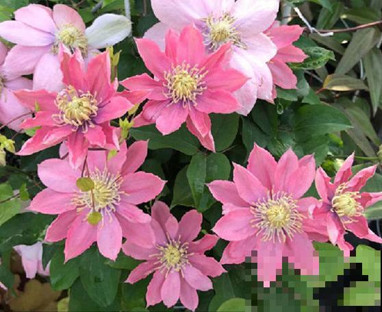 藤本植物的颜值王者,开花成瀑布,-20度冻不死! 藤本植物的颜值王者,开花成瀑布,-20度冻不死!