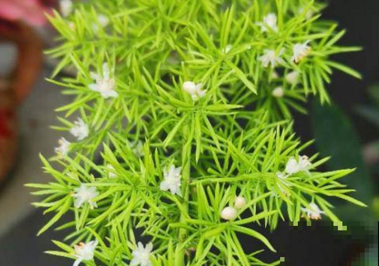 适合电视墙的4种花,好养还“招财,绿油油的有生机 适合电视墙的4种花,好养还“招财,绿油油的有生机