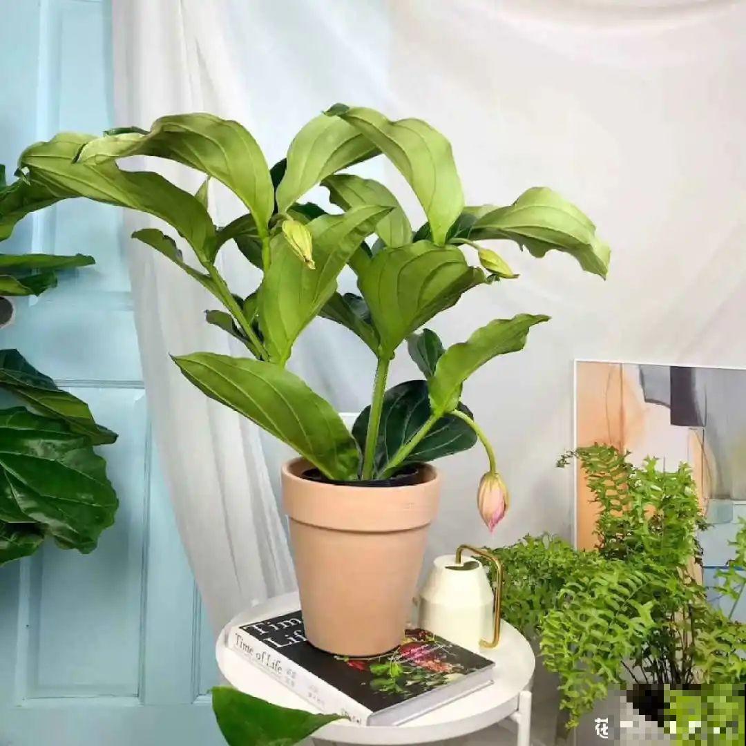 66万一盆的花,真是够贵的,打工几十年也攒不出一盆 66万一盆的花,真是够贵的,打工几十年也攒不出一盆