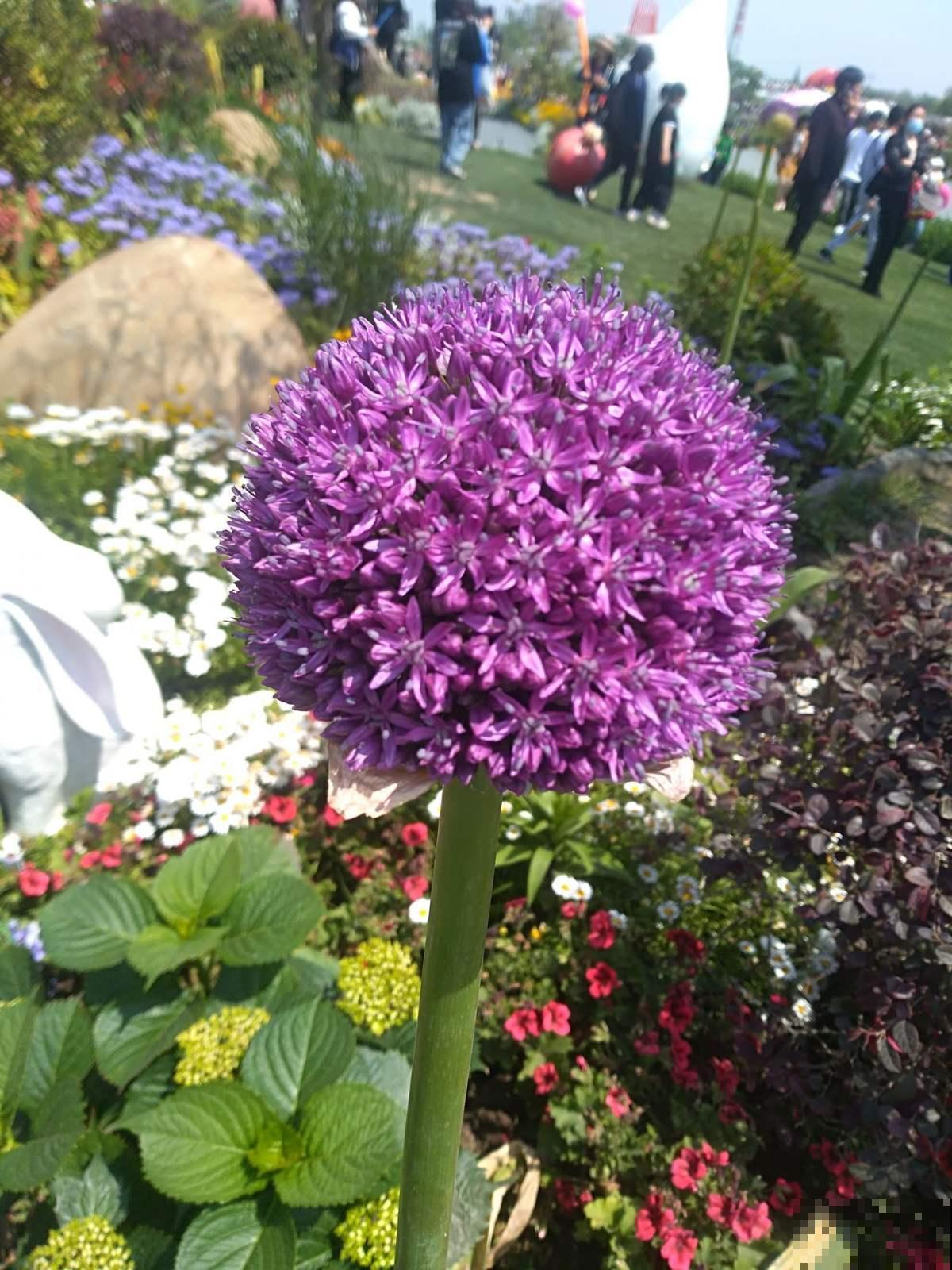 “大葱”开出的花球,一朵比脸还大,活像一根棒棒糖 “大葱”开出的花球,一朵比脸还大,活像一根棒棒糖