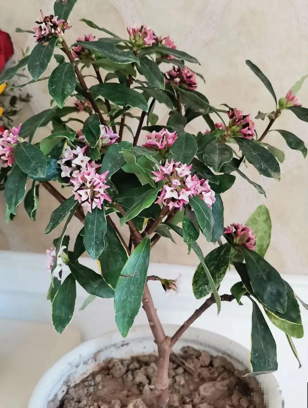 10种旺运花，一个月内要涨价，现在赶紧买