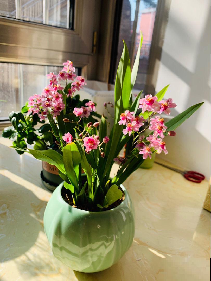 10月逛花市,4种花赶紧“收入囊中”,现在正是花期 10月逛花市,4种花赶紧“收入囊中”,现在正是花期