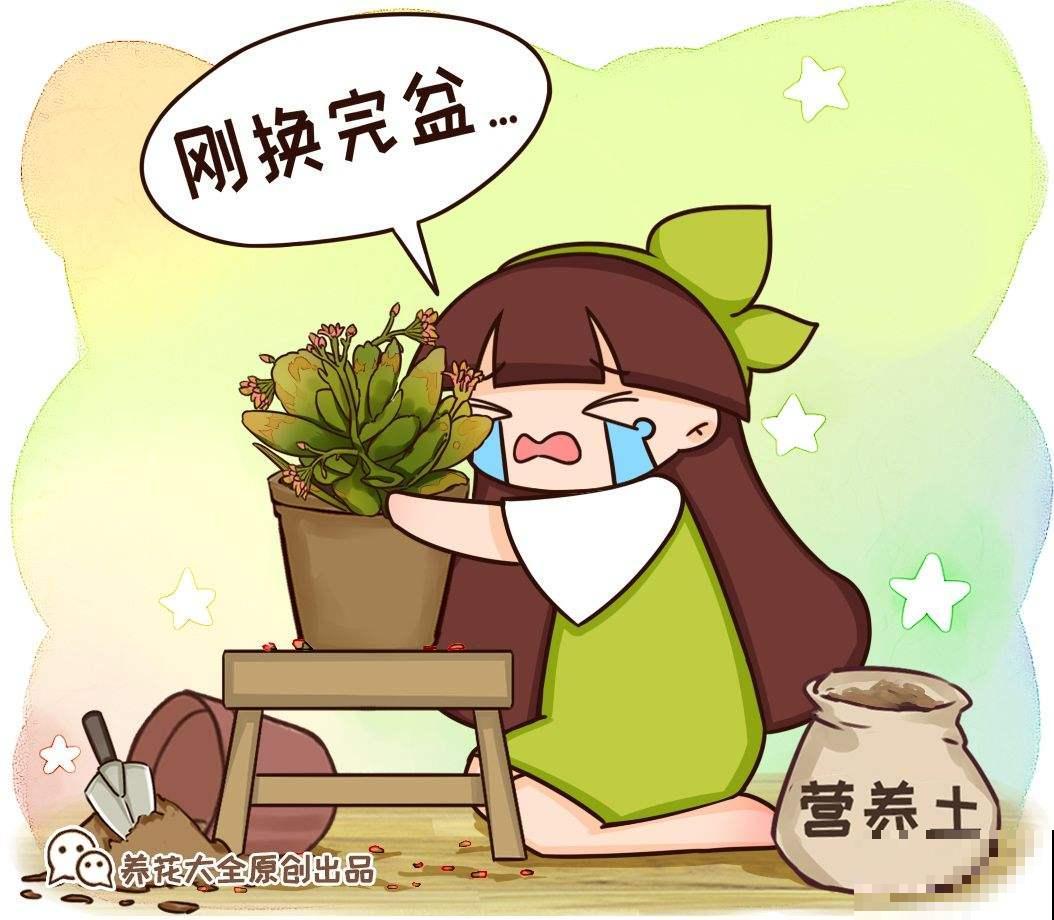 养花人的通病:3天绿3天黄3天“见阎王”,到底该如何解决 养花人的通病:3天绿3天黄3天“见阎王”,到底该如何解决