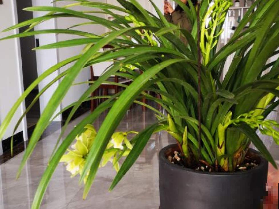 10种花冬天要施肥,不然不开花,而且活不过一年 10种花冬天要施肥,不然不开花,而且活不过一年