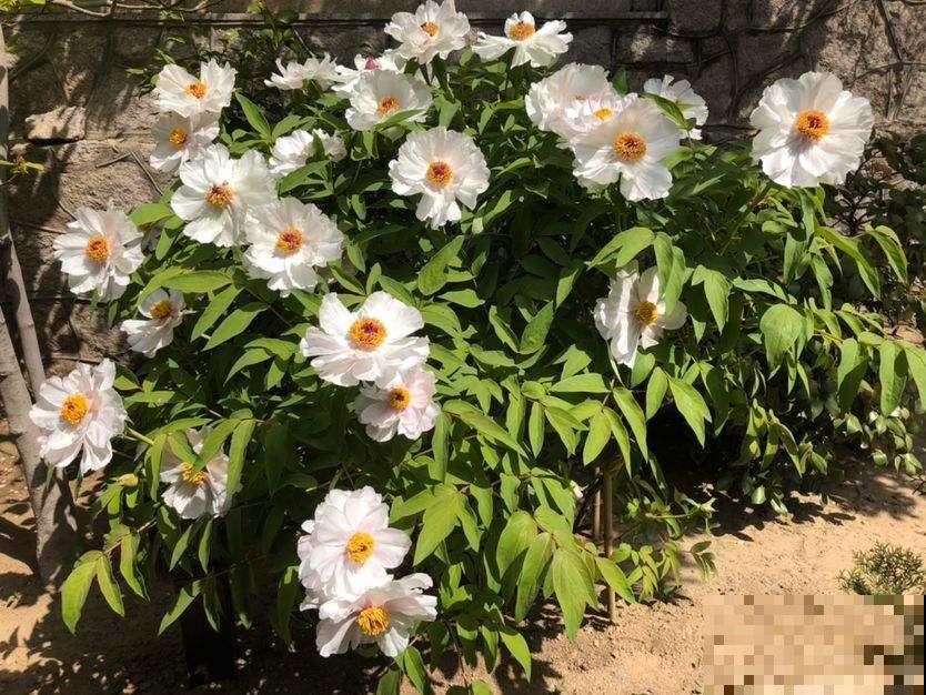 养花以后，爸爸“性情大变”，细心也有耐心了