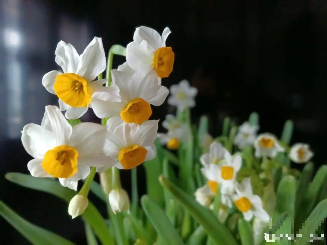 养花“急救”方法，1步搞定，别越拖越严重！