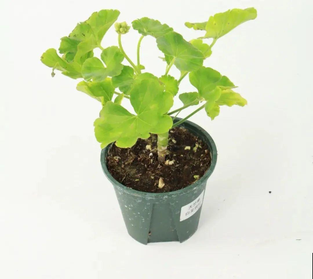 买茶花也要注意“坑”，注意5要点，叶子挺立有精神