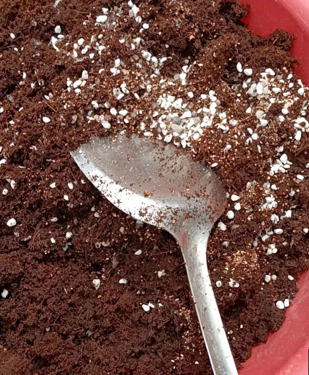 1种小草花名叫酢浆草，花量大，花期长，一盆还能变多盆