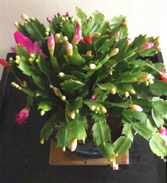 买茶花也要注意“坑”，注意5要点，叶子挺立有精神