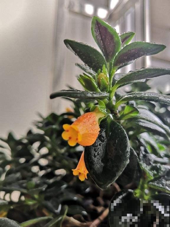 阳台就养盆金鱼吊兰，满盆开出小金鱼，寓意年年有余