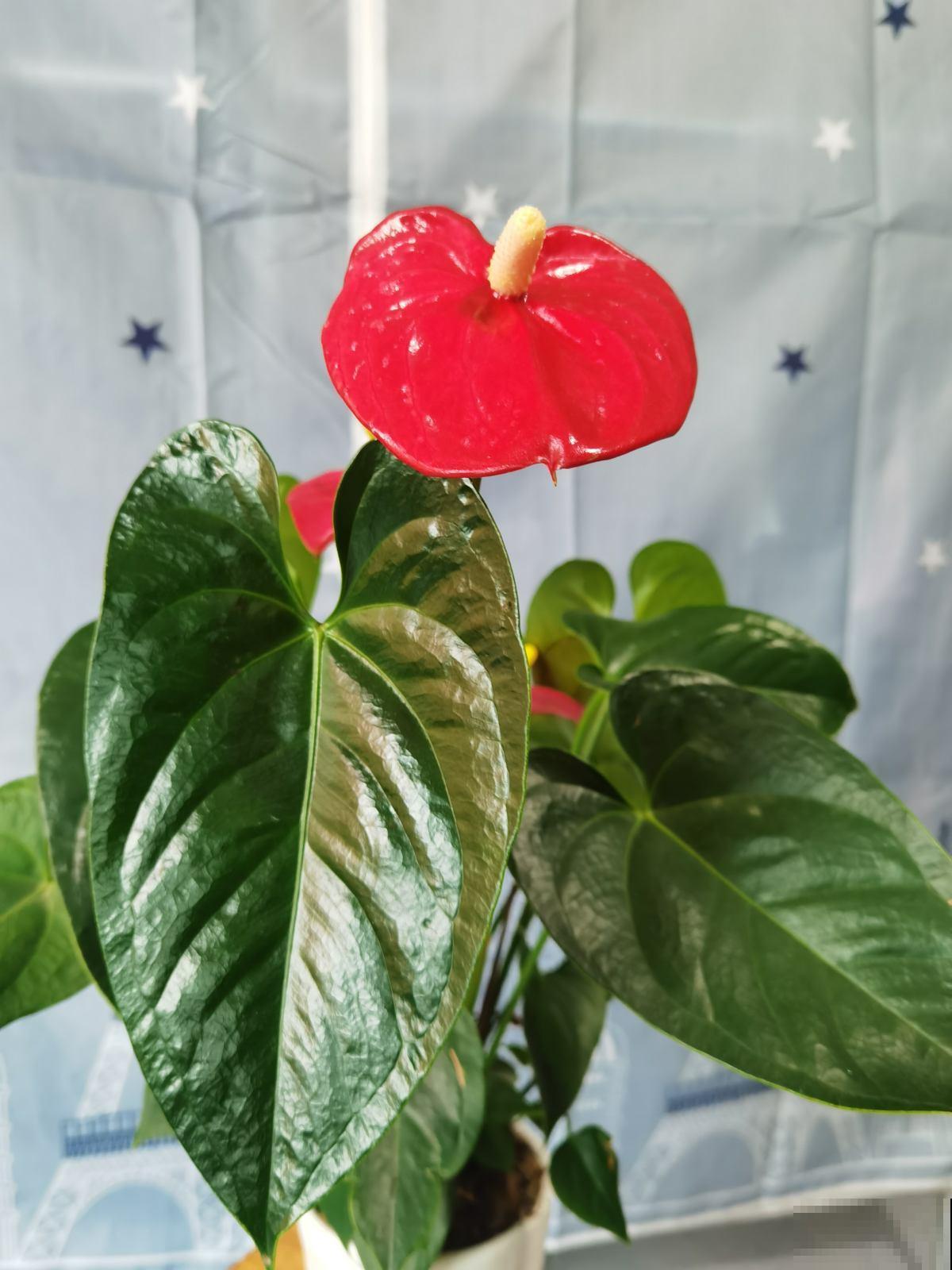 叶大招财的花,5种适合养在家里的绿植,美观大气又吉祥 叶大招财的花,5种适合养在家里的绿植,美观大气又吉祥