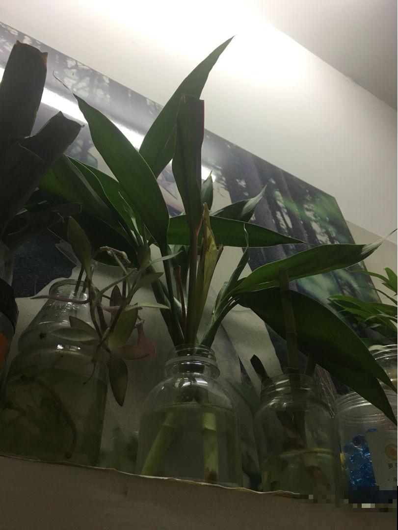 富贵竹买回家不要直接上盆,学会这5步,生根快不黄叶 富贵竹买回家不要直接上盆,学会这5步,生根快不黄叶