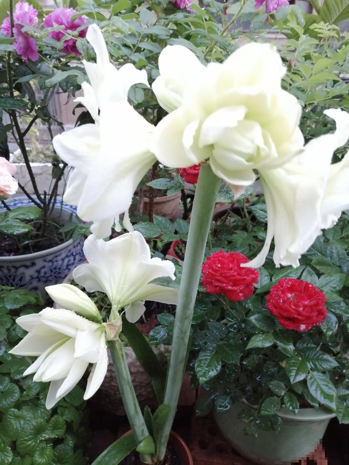 全网都在种的“阿弗雷”,单朵花比脸大,一开花就预示着“吉祥” 全网都在种的“阿弗雷”,单朵花比脸大,一开花就预示着“吉祥”