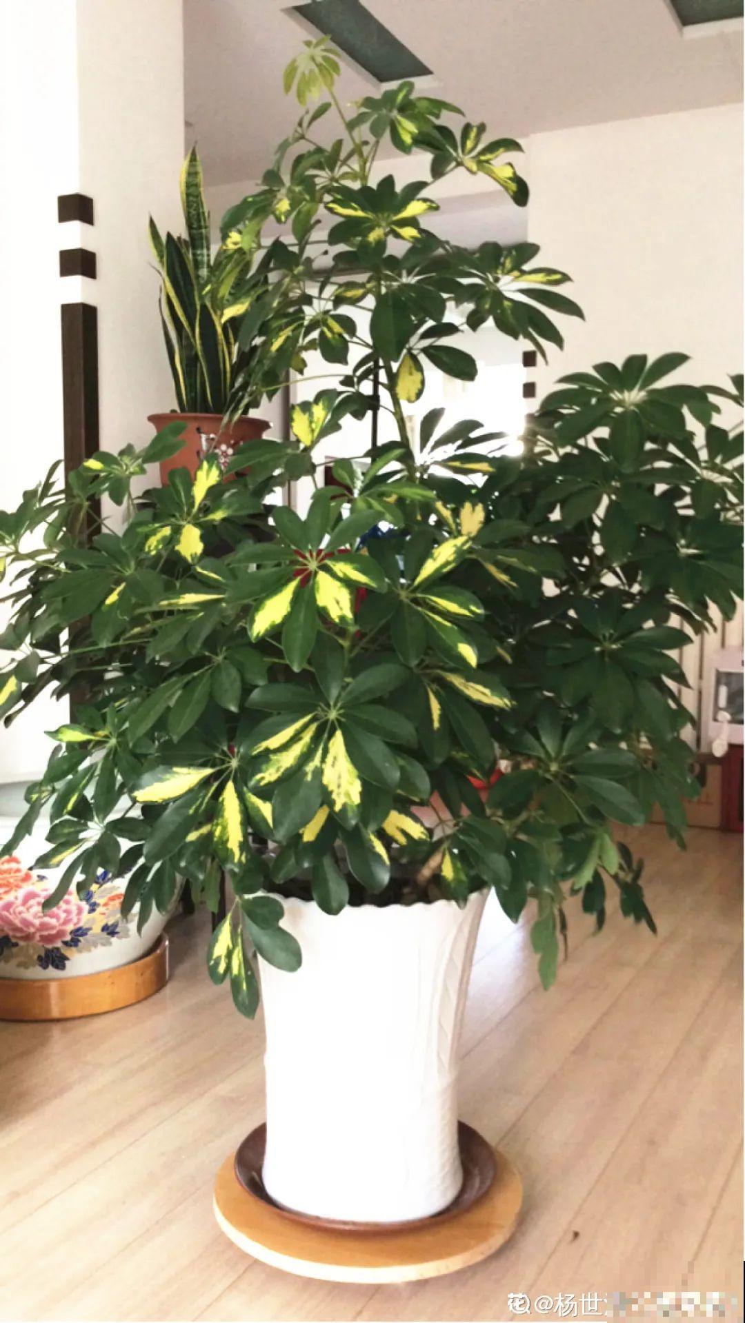 客厅养好树,子孙一直富,8种树养在家,镇宅有安全感 客厅养好树,子孙一直富,8种树养在家,镇宅有安全感