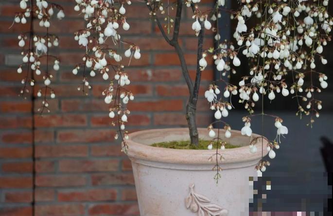 没有光也能开花的植物,放在北阳台就能养好,懒人也能养活 没有光也能开花的植物,放在北阳台就能养好,懒人也能养活