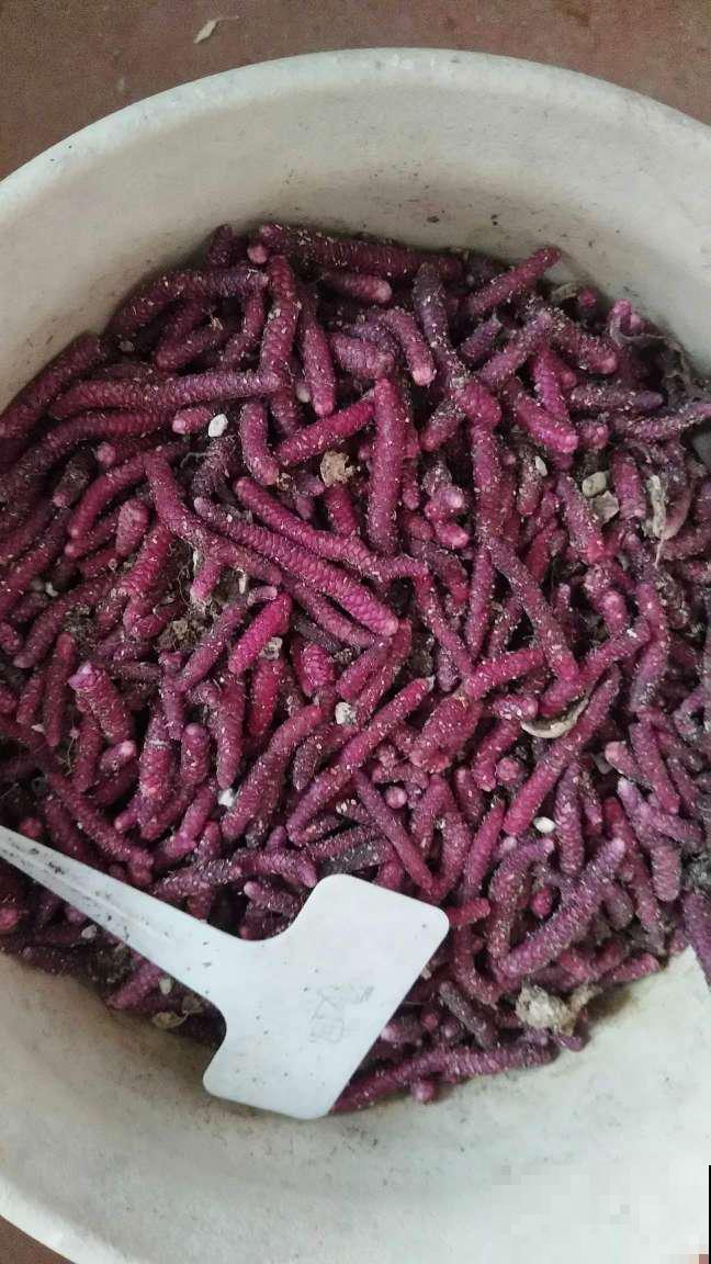 长筒花是“室内花量王者”，没光也能开爆盆，阳台党福音