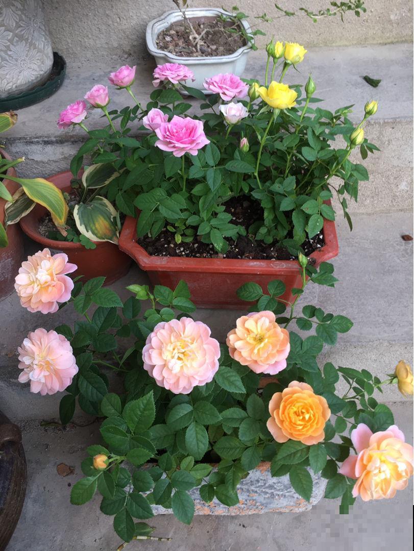 植物有这4个现象，千万别买回家，白花钱还养不活