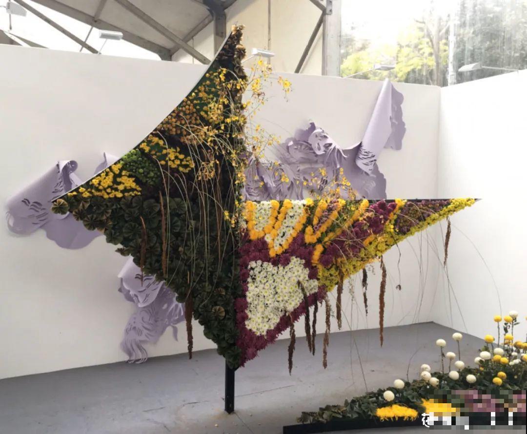 一盆菊花一万二，能开出七个颜色，真是少见