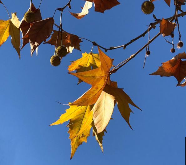 “金”秋九月，这8种植物叶子开始变黄，你知道为啥吗