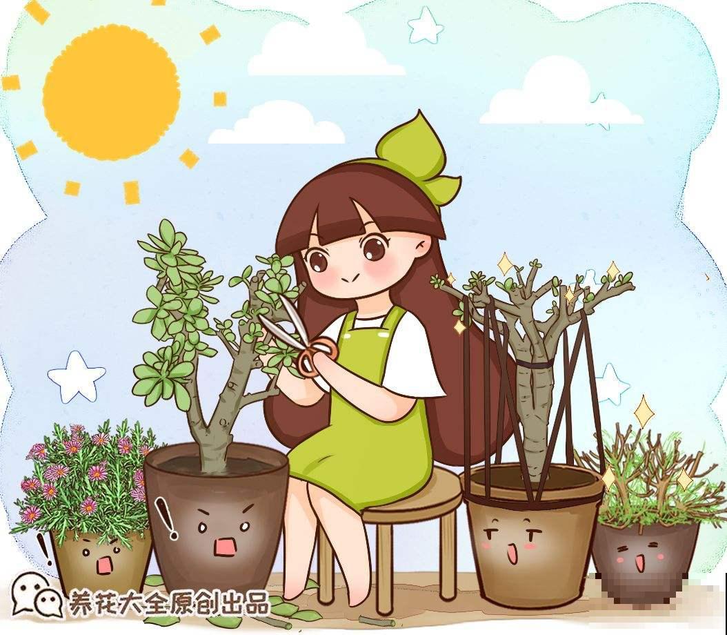 1种“吉利树”，耐心修剪，会越来越值钱