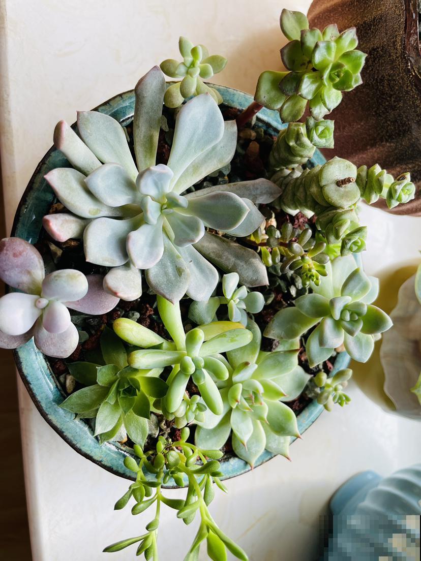 多肉冬季浇水,千万别盲目跟风,教你3点终身受用 多肉冬季浇水,千万别盲目跟风,教你3点终身受用