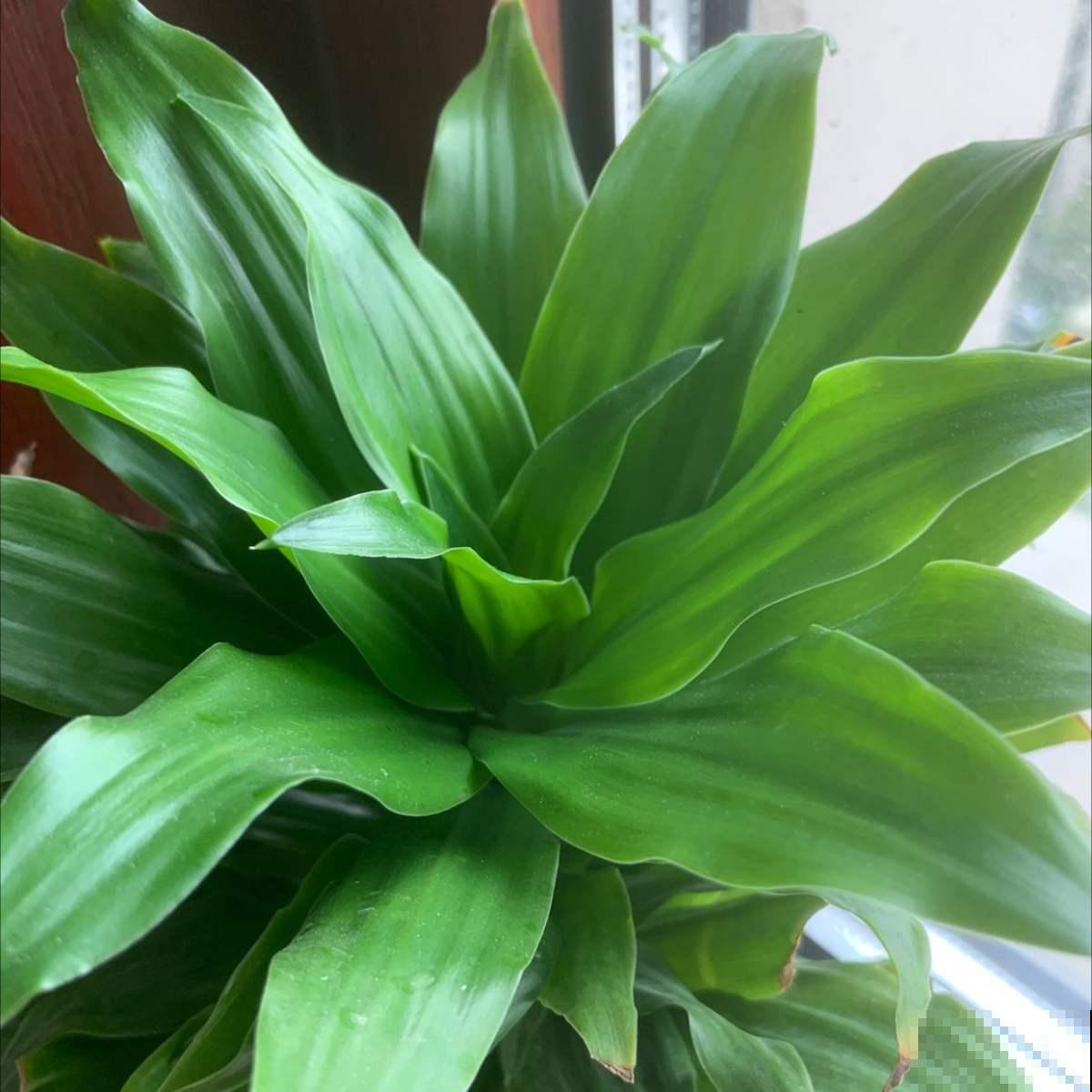 厨房里养盆花，净化空气效果好，还能赶虫子