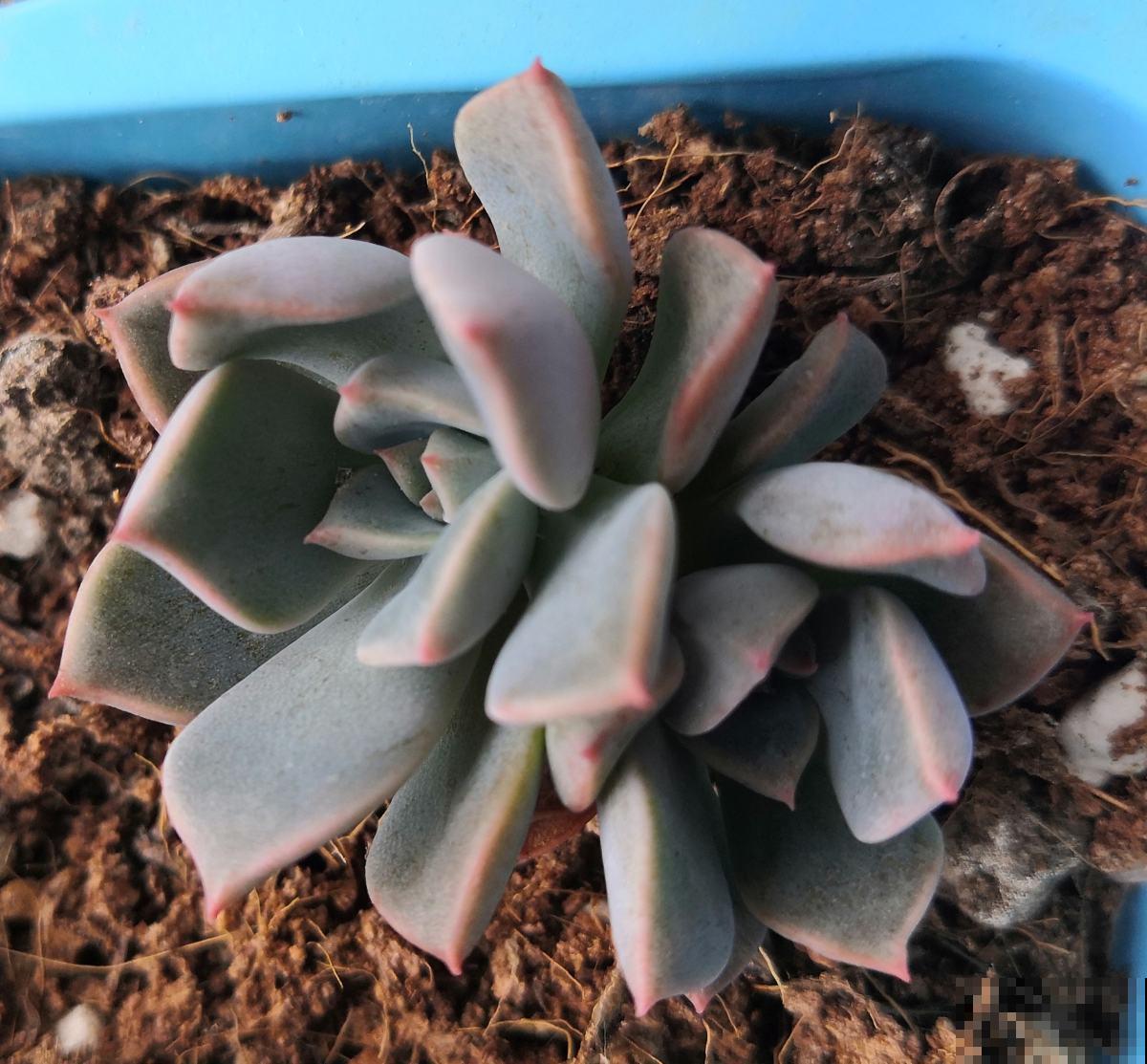 人生2大幸事：女儿和多肉，简直人生赢家