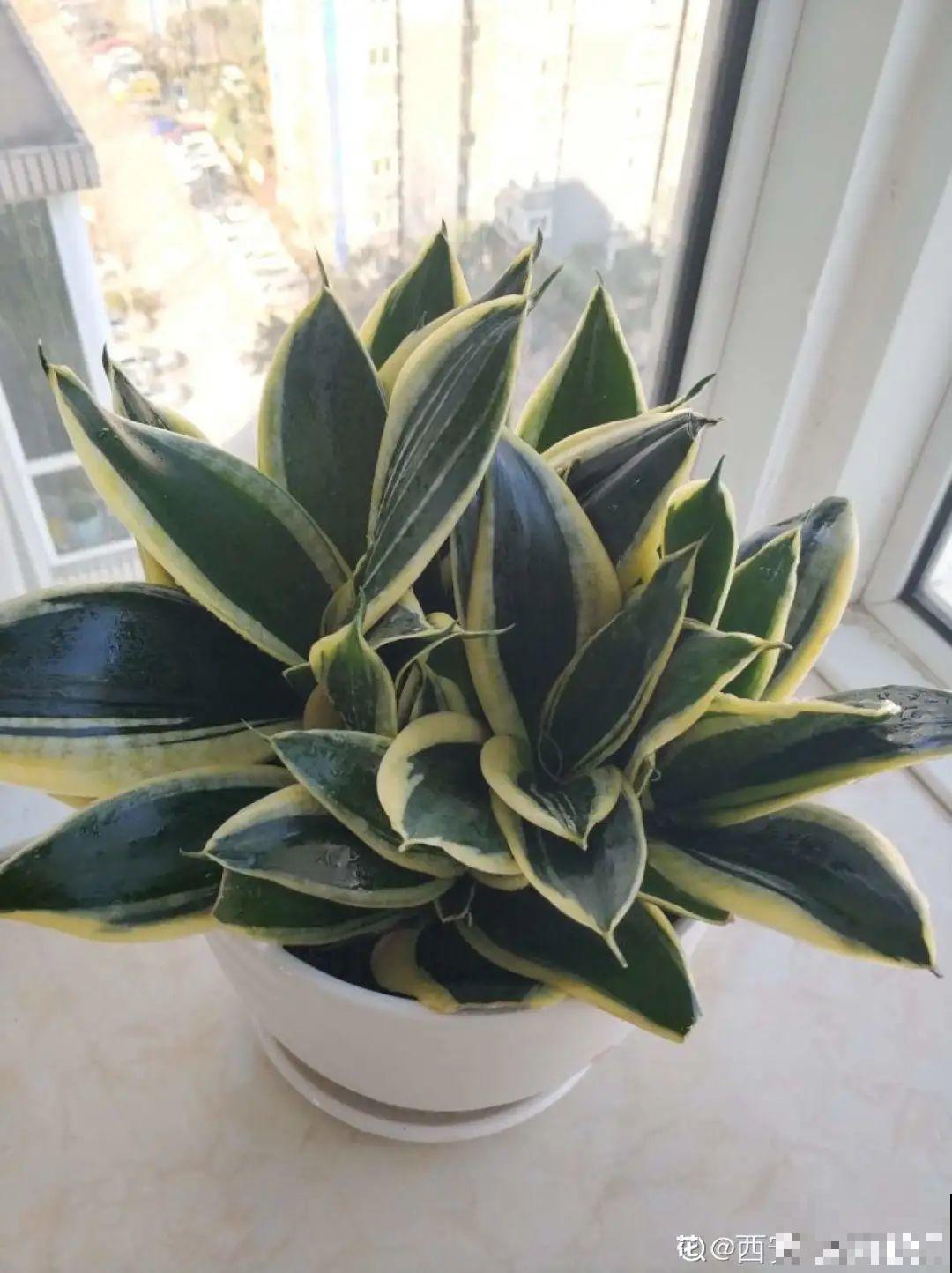 新房装修完，养盆“天然净化器”，净化空气身体棒