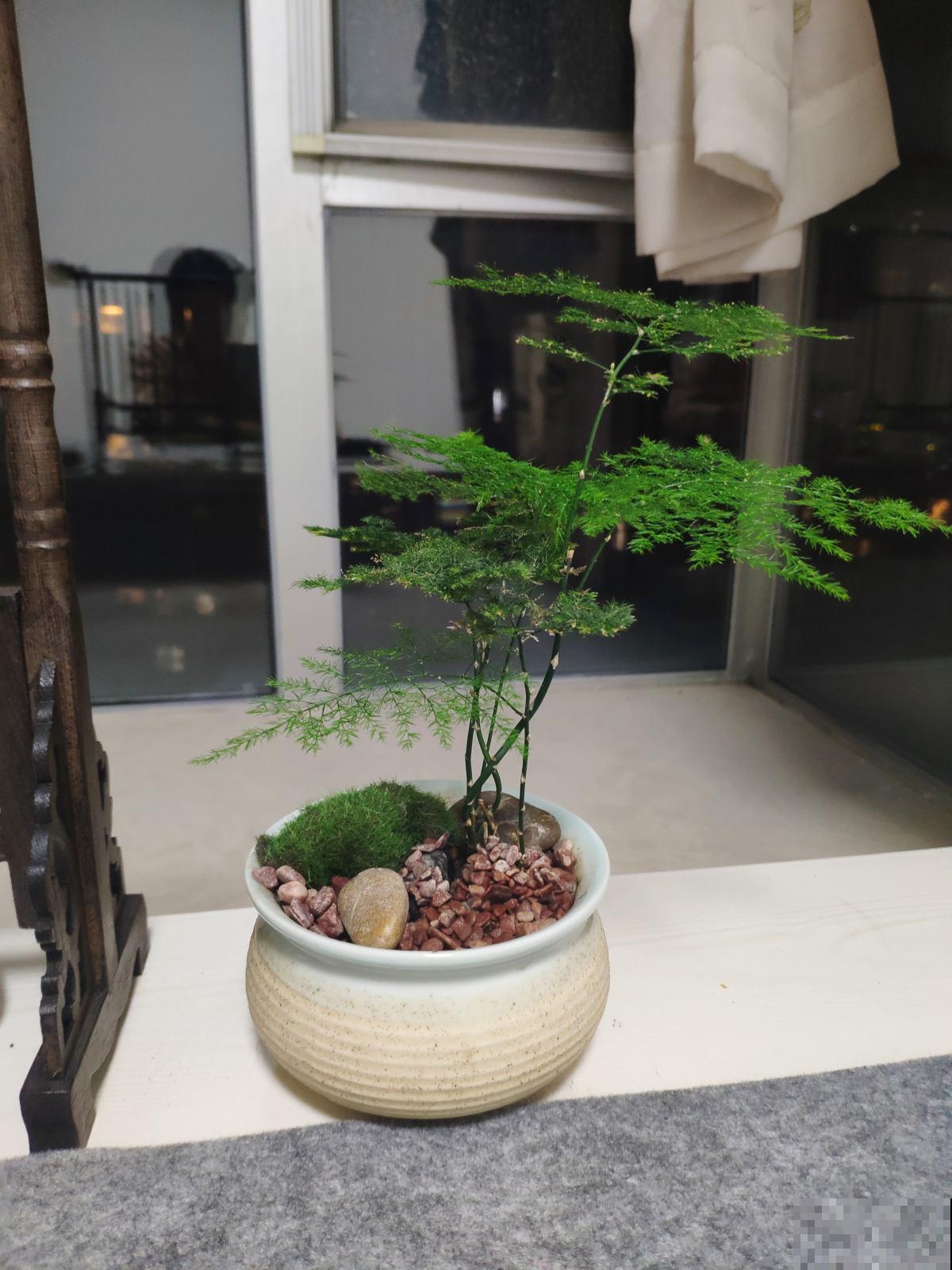 家里养花，这5种情况千万别施肥，不然花都死翘翘