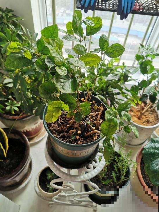 谁说封闭阳台难养花，我跟着邻居做了4步，变成小型花园