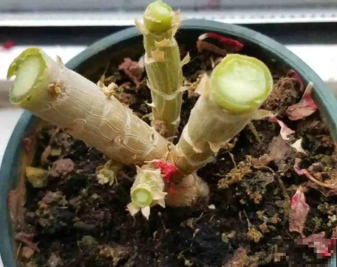 秋天种16种花，冬天就能开爆盆，满盆都是花