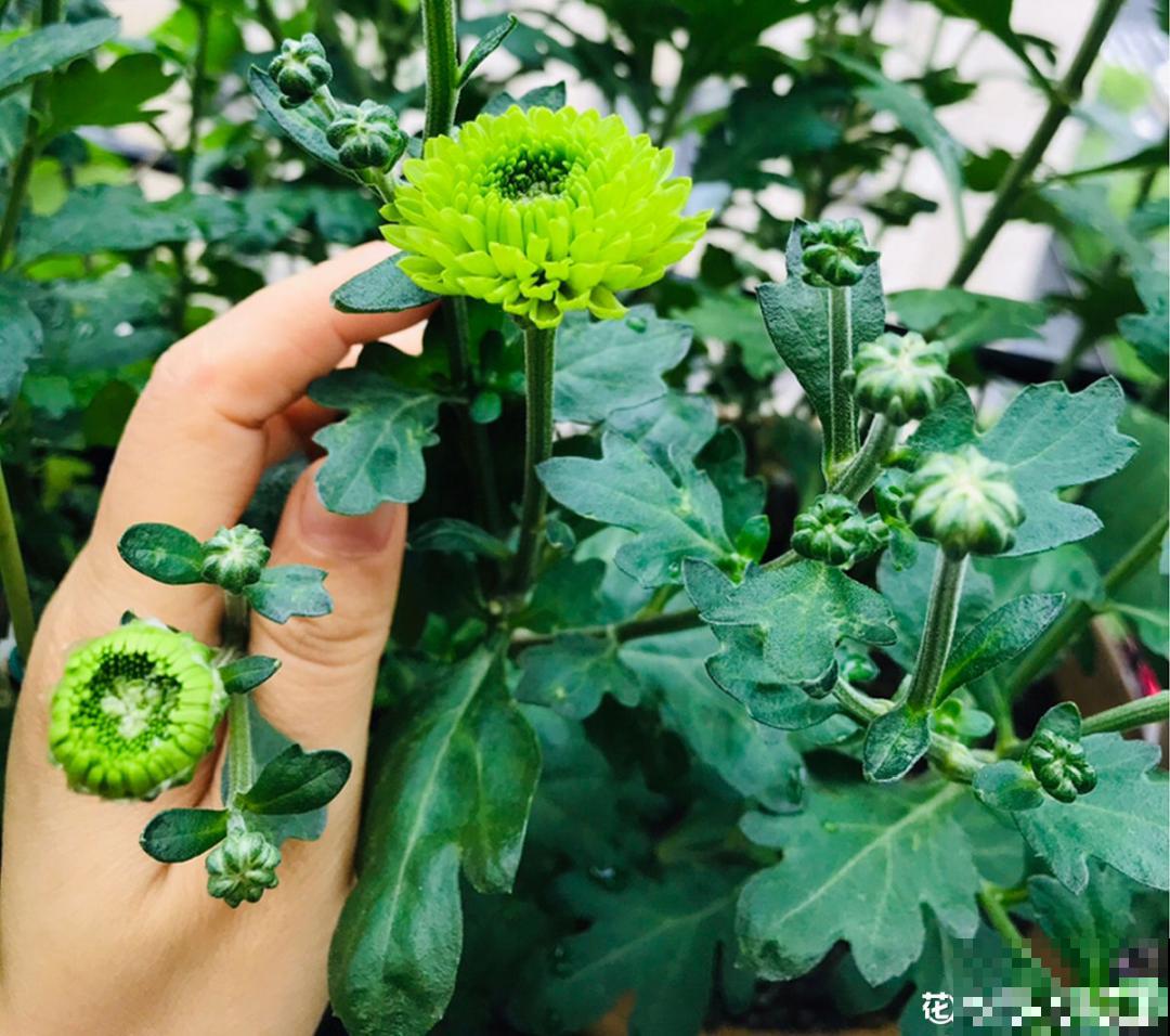 自制养花杀虫水，现在给花喷一喷，3天见效