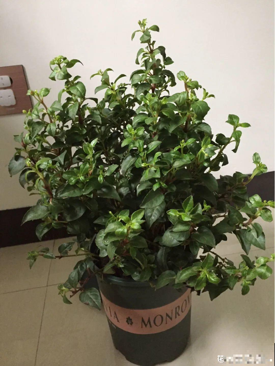 养花一直不开花,给他套个黑塑料袋,花苞呼呼冒 养花一直不开花,给他套个黑塑料袋,花苞呼呼冒