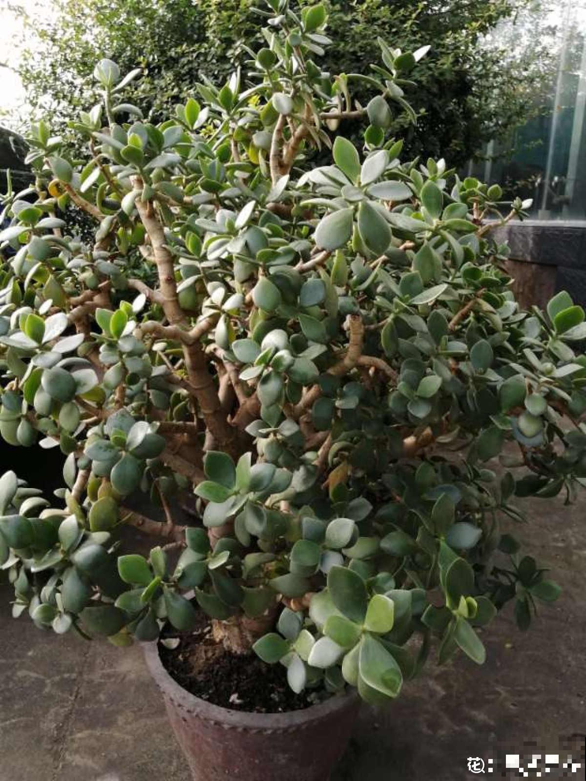 5种花，寿命长，变了老桩更大气