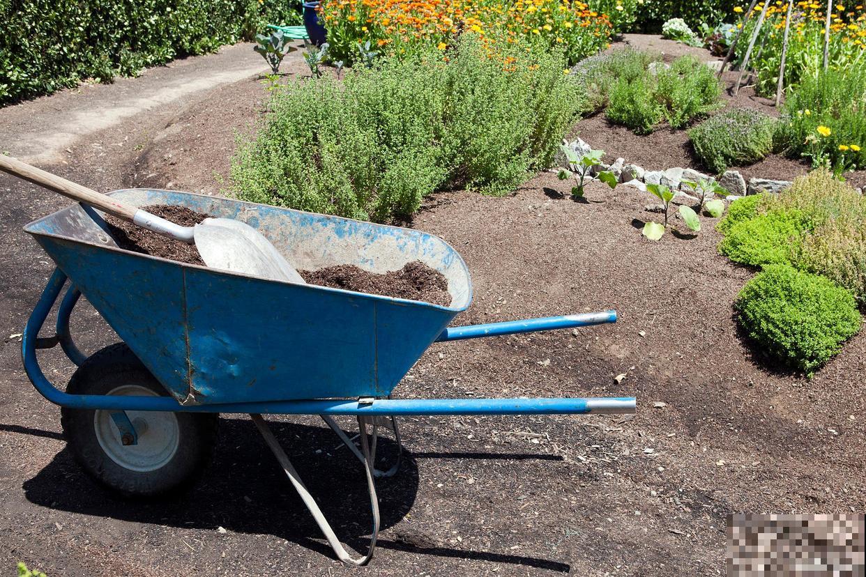 氮肥对植物的作用