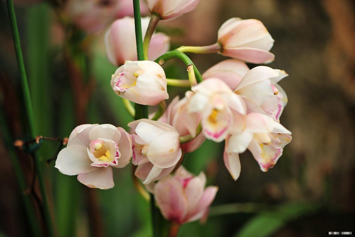 大花蕙兰的养殖方法和注意事项