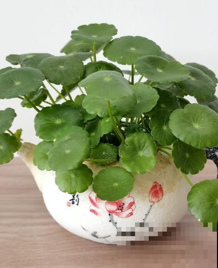 适合孩子养的7种花，好看又好养，感受奇妙生命
