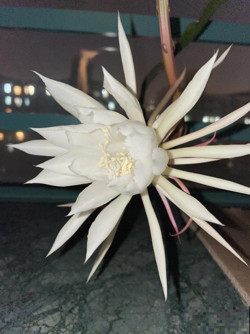 民间流传“不吉利的花”，敢养的人太少，你养过几种？