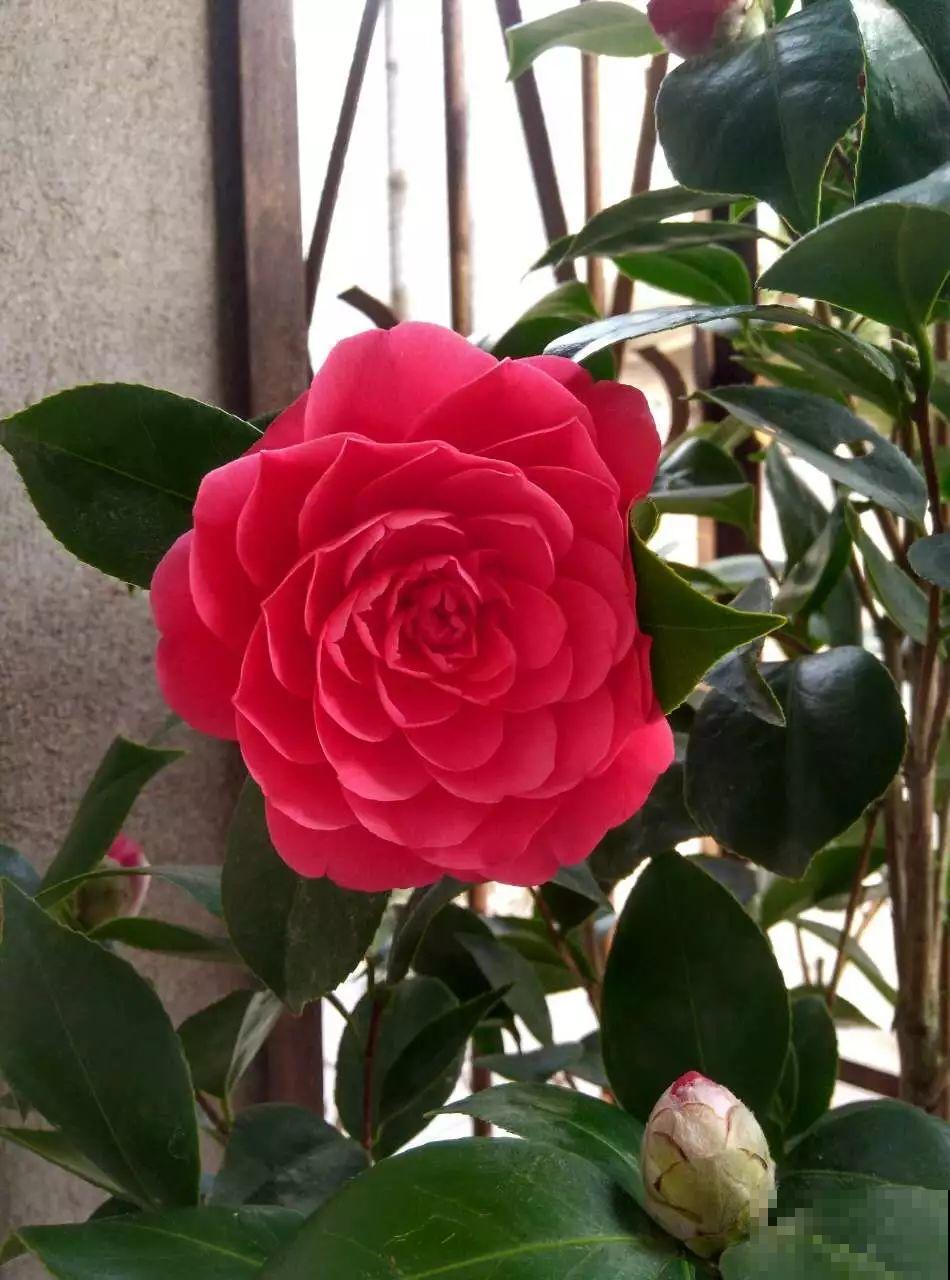 冬天养盆茶花，天一冷就开爆，红红火火花开富贵！