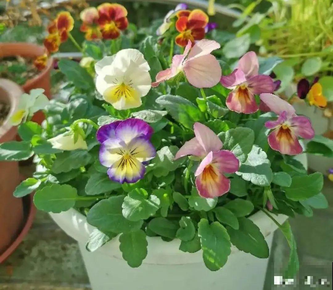 近几年新晋网红花,耐阴耐寒耐热,四季都能开花 近几年新晋网红花,耐阴耐寒耐热,四季都能开花