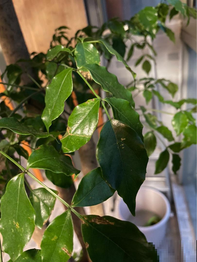 朋友开业搬新家，就送这9种植物，招财进宝面子十足