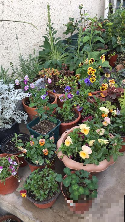 特耐寒的角堇，皮实好养，天冷照样爆盆