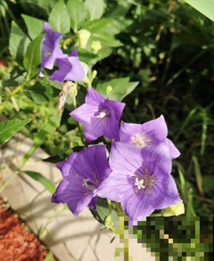 男人和女人喜欢的花，不敢说一模一样，只能说毫无关系